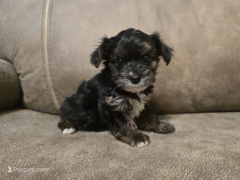 Prince – Yorkshire Terrier, Poodle - Toy  puppy for sale in Pawnee, OK