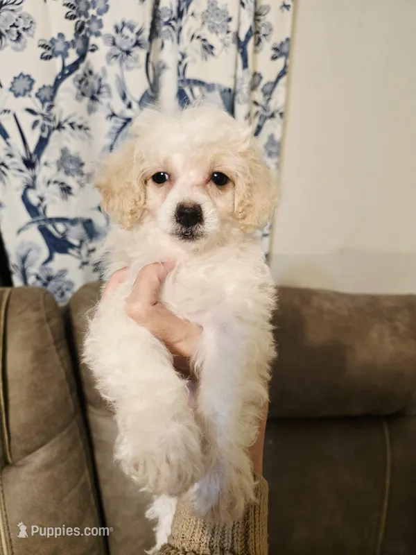 Eloise – Bichon Frise, Poodle - Toy  puppy for sale in Pawnee, OK