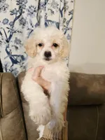 Eloise, a female Bichon Frise and Poodle - Toy  for sale in Pawnee, OK – 1 of 3