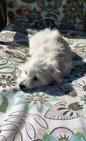 Leti, a female Doxiepoo for sale in Pawnee, OK – 7 of 10
