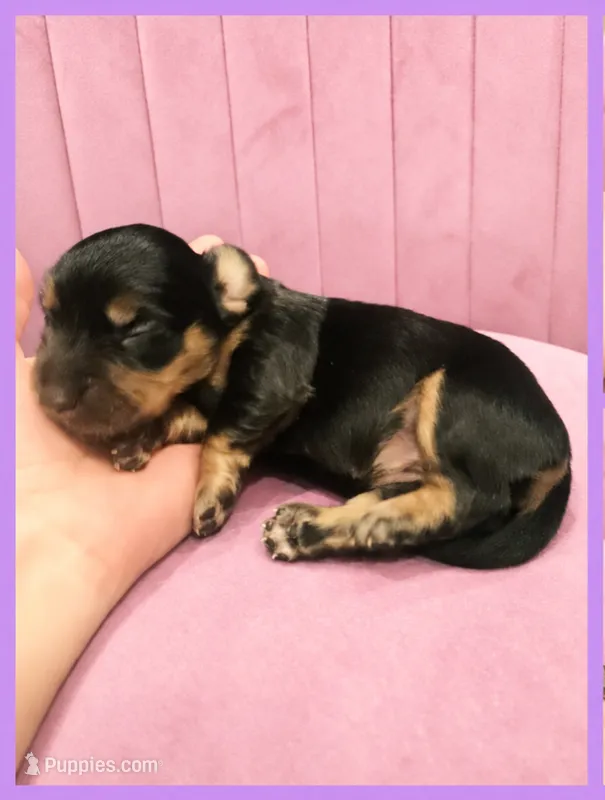 Emily Gilmore – Miniature Dachshund puppy for sale in Pawnee, OK