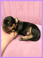 Emily Gilmore, a female Miniature Dachshund for sale in Pawnee, OK – 1 of 2
