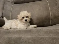 Colin, a female Bichon Frise and Poodle - Toy  for sale in Pawnee, OK – 6 of 8