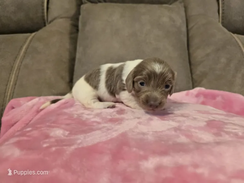 Ivy – Miniature Dachshund puppy for sale in Pawnee, OK