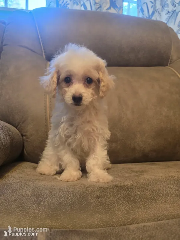 Eloise – Bichon Frise, Poodle - Toy  puppy for sale in Pawnee, OK
