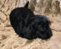 Poncho , a male Doxiepoo for sale in Pawnee, OK – Photo 2 of 4