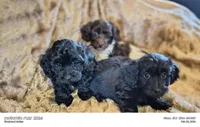 Poncho , a male Doxiepoo for sale in Pawnee, OK – Photo 4 of 4
