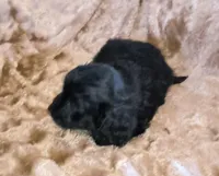 Poncho , a male Doxiepoo for sale in Pawnee, OK – Photo 1 of 4