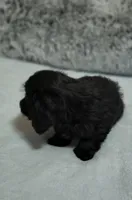 Poncho , a male Doxiepoo for sale in Pawnee, OK – Photo 3 of 6