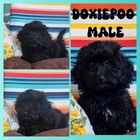Poncho , a male Doxiepoo for sale in Pawnee, OK – Photo 1 of 7
