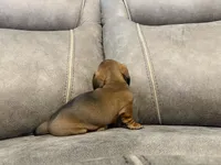 Ol' Red, a male Miniature Dachshund for sale in Pawnee, OK – Photo 3 of 10