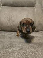 Old Red, a male Miniature Dachshund for sale in Pawnee, OK – Photo 2 of 10