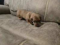 Old Red, a male Miniature Dachshund for sale in Pawnee, OK – Photo 5 of 10