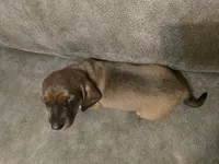 Old Red, a male Miniature Dachshund for sale in Pawnee, OK – Photo 6 of 10