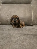 Old Red, a male Miniature Dachshund for sale in Pawnee, OK – Photo 3 of 10