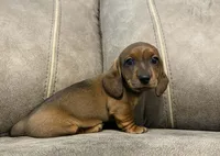 Ol' Red, a male Miniature Dachshund for sale in Pawnee, OK – Photo 2 of 10