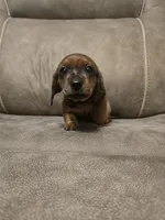 Old Red, a male Miniature Dachshund for sale in Pawnee, OK – Photo 4 of 10