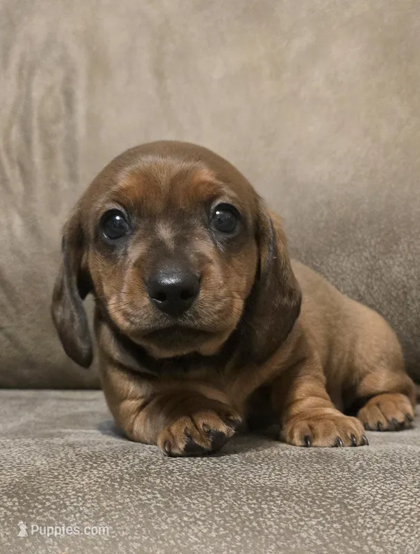 Old Red – Miniature Dachshund puppy for sale in Pawnee, OK