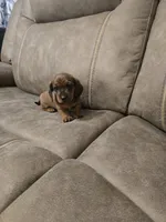 Old Red, a male Miniature Dachshund for sale in Pawnee, OK – Photo 7 of 10