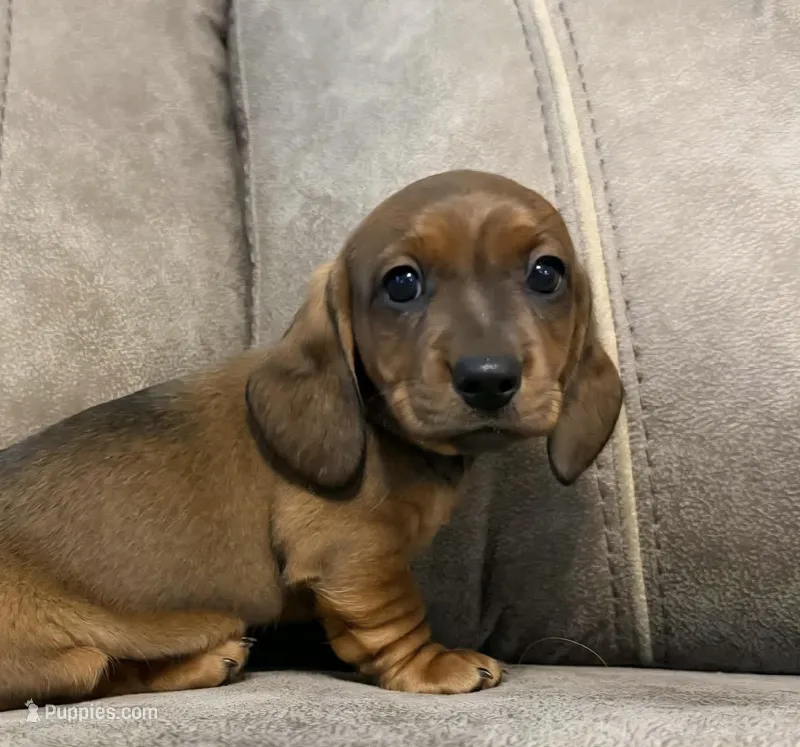 Ol' Red, a male Miniature Dachshund for sale in Pawnee, OK – Photo 1 of 10