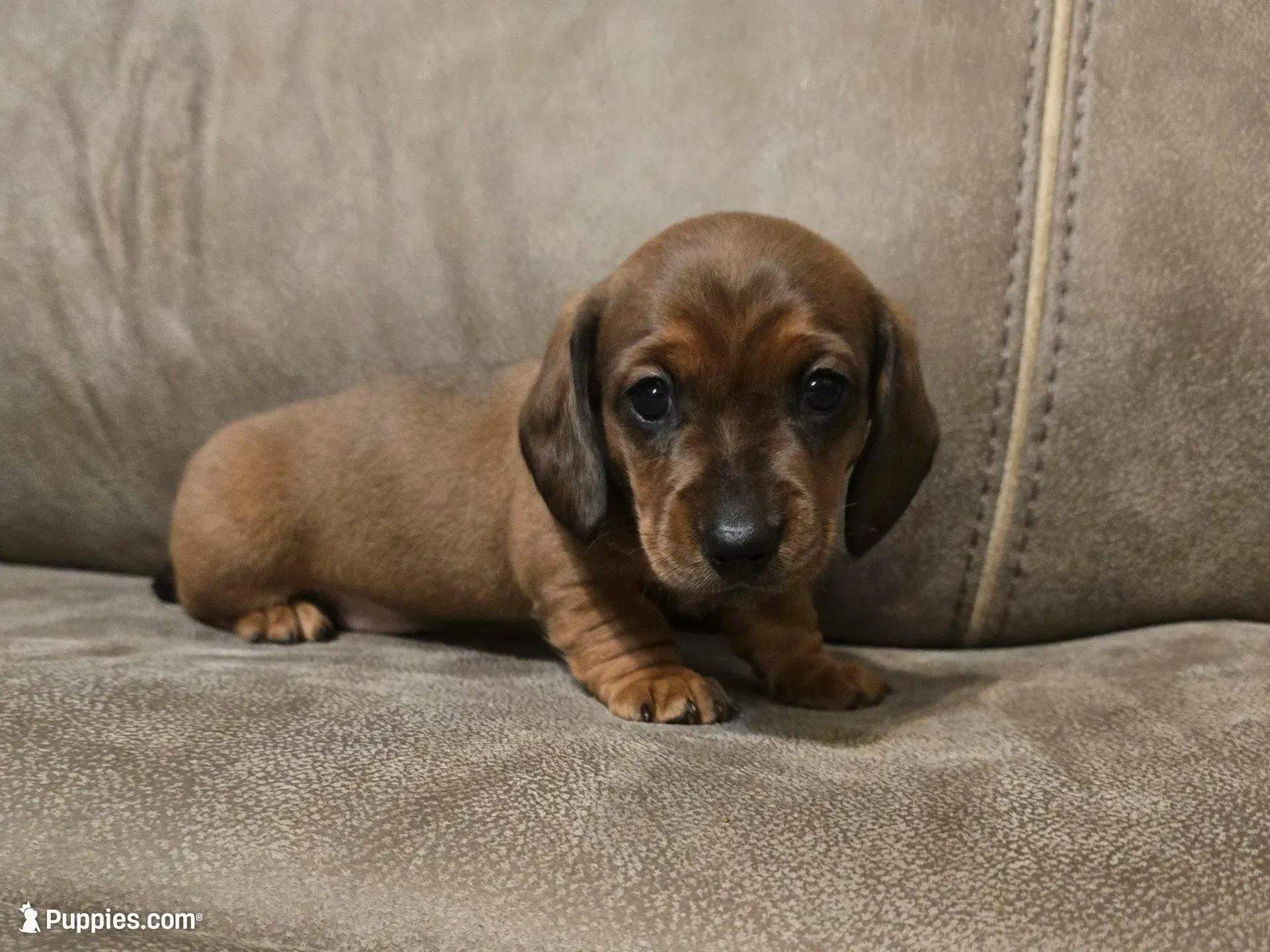 Ol' Red, a male Miniature Dachshund for sale in Pawnee, OK – Photo 6 of 10