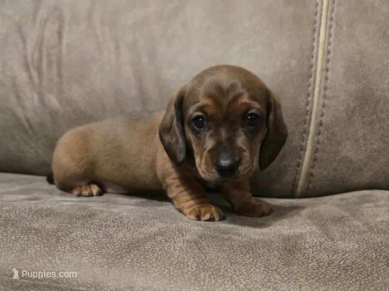 Old Red – Miniature Dachshund puppy for sale in Pawnee, OK