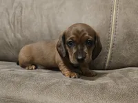 Old Red, a male Miniature Dachshund for sale in Pawnee, OK – Photo 1 of 10