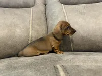 Ol' Red, a male Miniature Dachshund for sale in Pawnee, OK – Photo 4 of 10