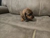 Old Red, a male Miniature Dachshund for sale in Pawnee, OK – Photo 9 of 10