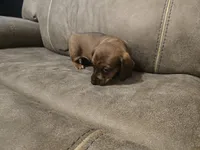 Old Red, a male Miniature Dachshund for sale in Pawnee, OK – Photo 8 of 10