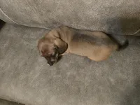 Old Red, a male Miniature Dachshund for sale in Pawnee, OK – Photo 10 of 10