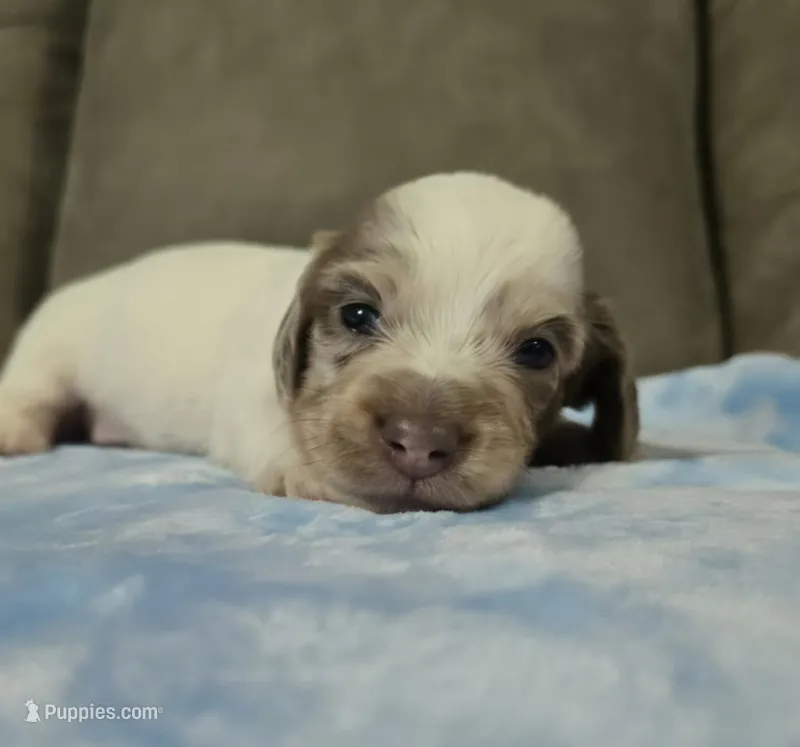 Ollie – Miniature Dachshund puppy for sale in Pawnee, OK