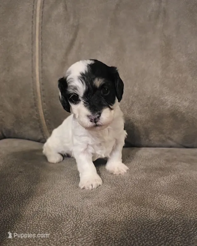 Moana – Doxiepoo puppy for sale in Pawnee, OK