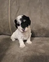 Moana, a female Doxiepoo for sale in Pawnee, OK – 1 of 2