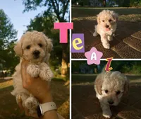 Daphne, a female Bichon Frise and Poodle - Toy  for sale in Pawnee, OK – 1 of 1