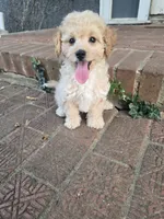 Theo, a female Poochon for sale in Pawnee, OK – 2 of 7