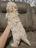 Colin, a female Bichon Frise and Poodle - Toy  for sale in Pawnee, OK – 3 of 8