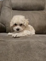 Colin, a female Bichon Frise and Poodle - Toy  for sale in Pawnee, OK – 2 of 8