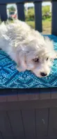 Lexi, a female Doxiepoo for sale in Pawnee, OK – 6 of 10