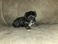 Prince, a male Yorkipoo for sale in Pawnee, OK – 2 of 6