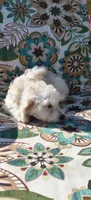 Leti, a female Doxiepoo for sale in Pawnee, OK – 9 of 10