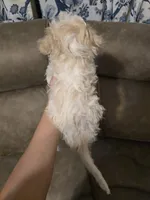 Eloise, a female Bichon Frise and Poodle - Toy  for sale in Pawnee, OK – 2 of 3