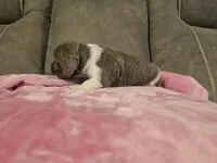 Violet, a female Miniature Dachshund for sale in Pawnee, OK – 9 of 10