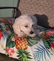 Stella , a female Doxiepoo for sale in Pawnee, OK – 8 of 10