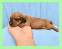 Luke Danes, a male Miniature Dachshund for sale in Pawnee, OK – 1 of 2
