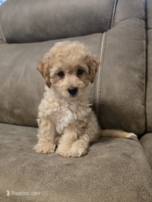 Theo – Bichon Frise, Poodle - Toy  puppy for sale in Pawnee, OK