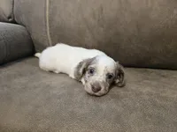 Ollie, a male Miniature Dachshund for sale in Pawnee, OK – 3 of 10