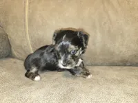 Prince, a male Yorkipoo for sale in Pawnee, OK – 4 of 6