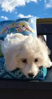 Lexi, a female Doxiepoo for sale in Pawnee, OK – 8 of 10