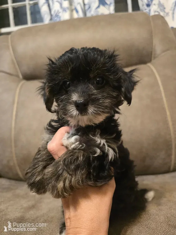 Prince – Yorkshire Terrier, Poodle - Toy  puppy for sale in Pawnee, OK